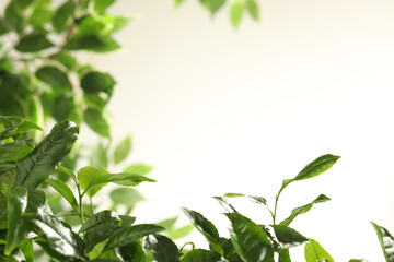 Closeup view of green tea plant against light background. Space for text