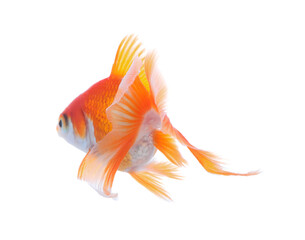 Beautiful bright small goldfish isolated on white