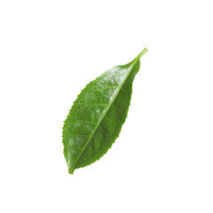Green leaf of tea plant isolated on white
