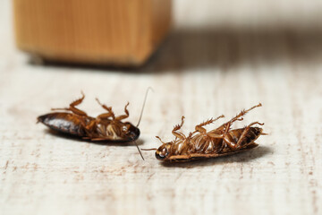 Dead brown cockroaches on white wooden background, closeup. Pest control
