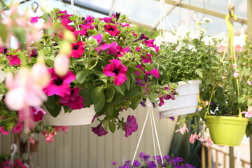 Fototapeta na wymiar Different beautiful flowers in plant pots hanging outdoors