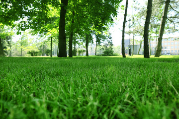 Fototapeta na wymiar Green lawn with fresh grass in park