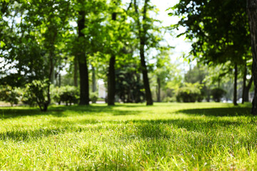 Green lawn with fresh grass in park