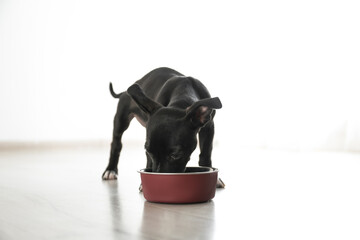 Cute little puppy near feeding bowl indoors. Baby animal