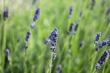 Beautiful lavender flowers growing in field, closeup