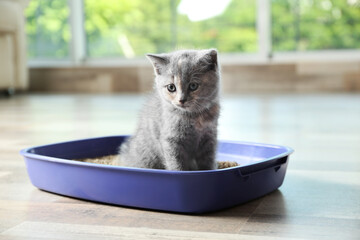 Cute British Shorthair kitten in litter box at home © New Africa