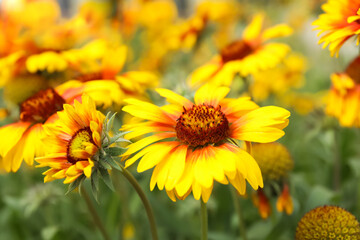 Beautiful blooming gaillardia outdoors on spring day, closeup view