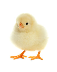 Obraz premium Cute fluffy baby chicken on white background