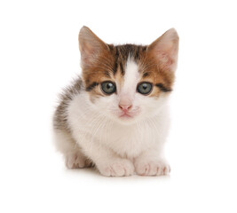 Cute little kitten on white background. Baby animal