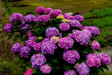 Obraz premium 法花寺の紫陽花