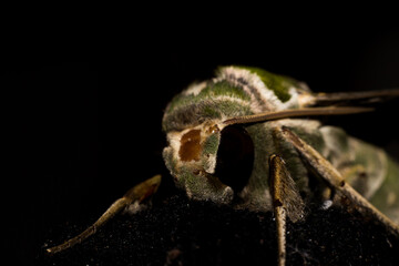 close up of a spider on a leaf