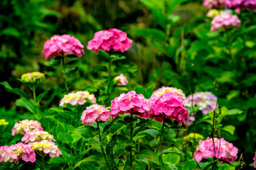 法花寺の紫陽花
