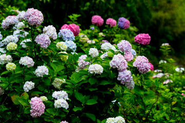 法花寺の紫陽花