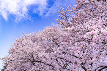 京都　背割堤の満開の桜