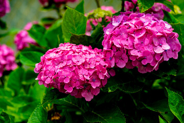 法花寺の紫陽花