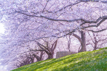 京都　背割堤の満開の桜