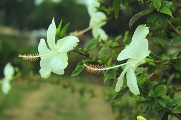 white hibiscus flower