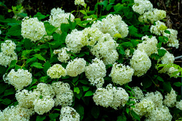 法花寺の紫陽花