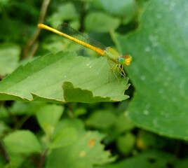 Fototapeta premium dragonfly on a green leaf