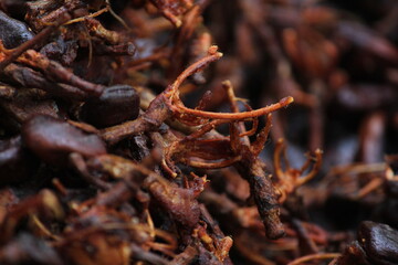 Dried indian tamarind seeds on the sunlight. Tamarind seeds dried on sunlight