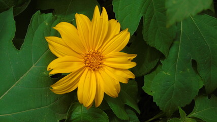 yellow flower on green background