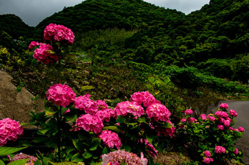 法花寺のハナショウブ