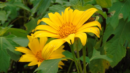 yellow flowers in the garden