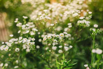 white flowers in the meadow