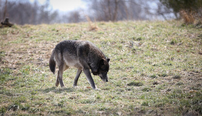 Gray Wolf Walking Through a Field