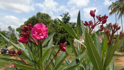 red tulips in the garden
