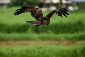 red tailed hawk