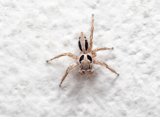 Macro Photo of Five Legs Jumping Spider on White Wall
