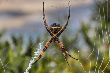 araña en primer plano en su telaraña