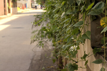 Beautiful white flower with green foliage over hanging a fence