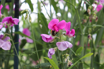 Sweet peas