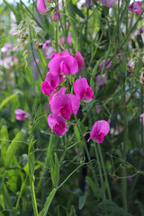 Sweet peas