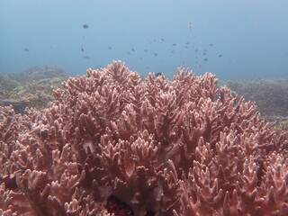 The coral reef area at Tioman island, Malaysia