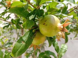 Pomegranate