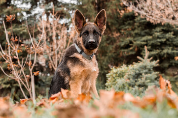 Portrait of a german shepherd puppy while resting in a backyard