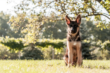 A german shepherd puppy sitting on the grass of a backyard