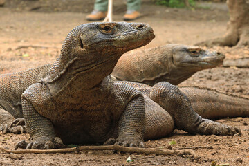 Naga Komodo Walks in the Park. Close up portrait. Naga Komodo, scientific name: Varanus komodoensis. Indonesia.
