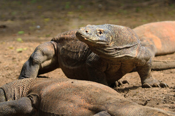 Naga Komodo Walks in the Park. Close up portrait. Naga Komodo, scientific name: Varanus komodoensis. Indonesia.
