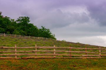 lavender bushes surrounded by a wooden fence on a beautiful summer day