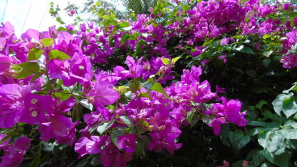 purple flowers in the garden