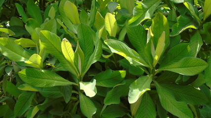 Obraz premium green leaves in the forest
