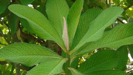 green leaves in the garden