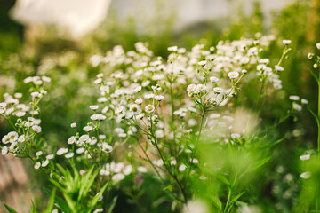 white flowers on green grass