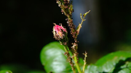 Roses in a city park
Floral background for web design.
