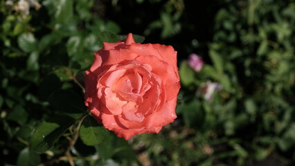 Roses in a city park
Floral background for web design.
