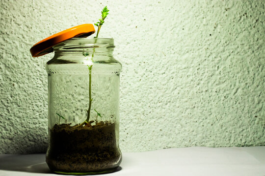 The teast of the freedom